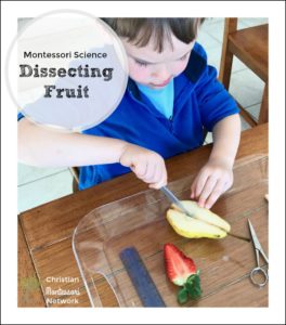 Montessori Science: Dissecting Fruit